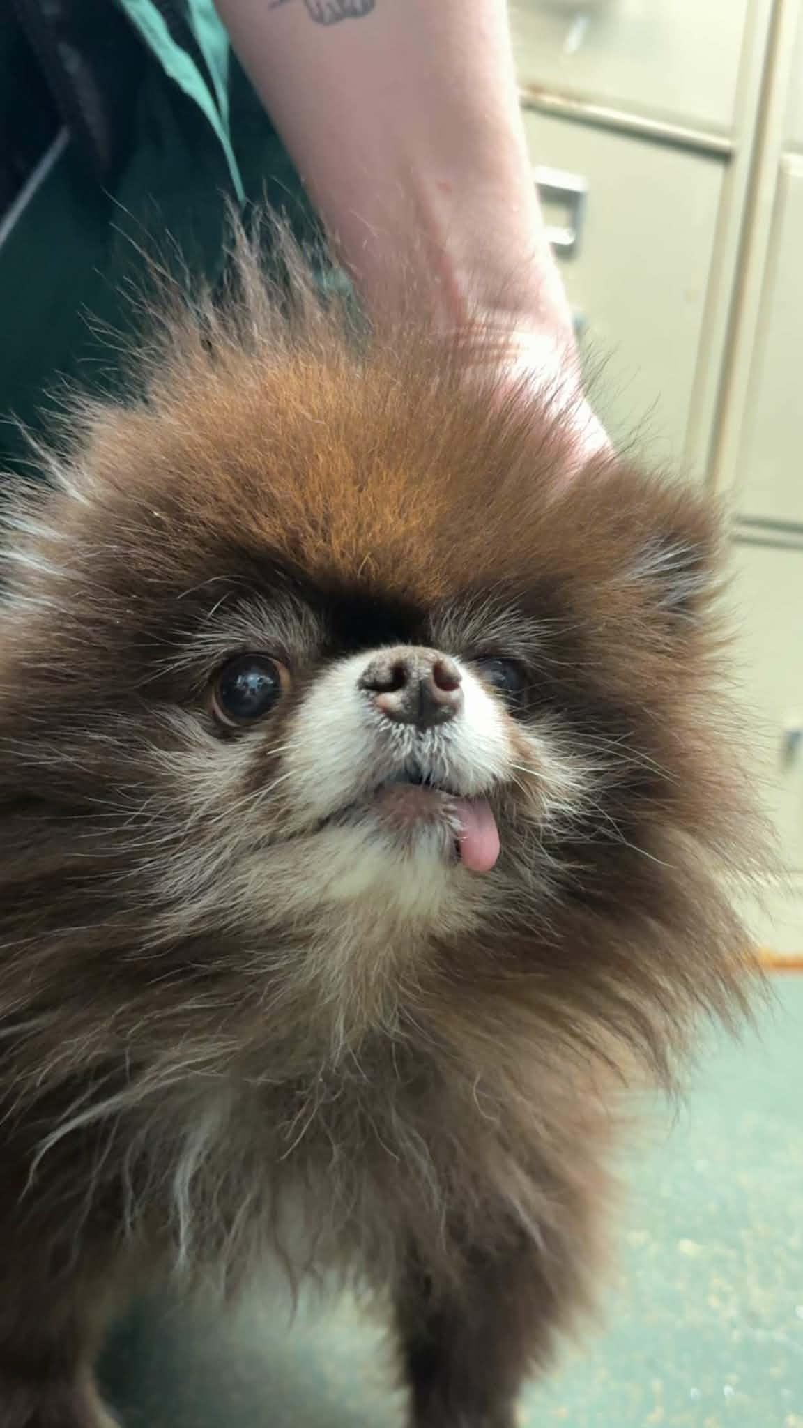 Enlarge Phoebe, a Adoptable Pomeranian in Sioux Falls, SD image 1/2