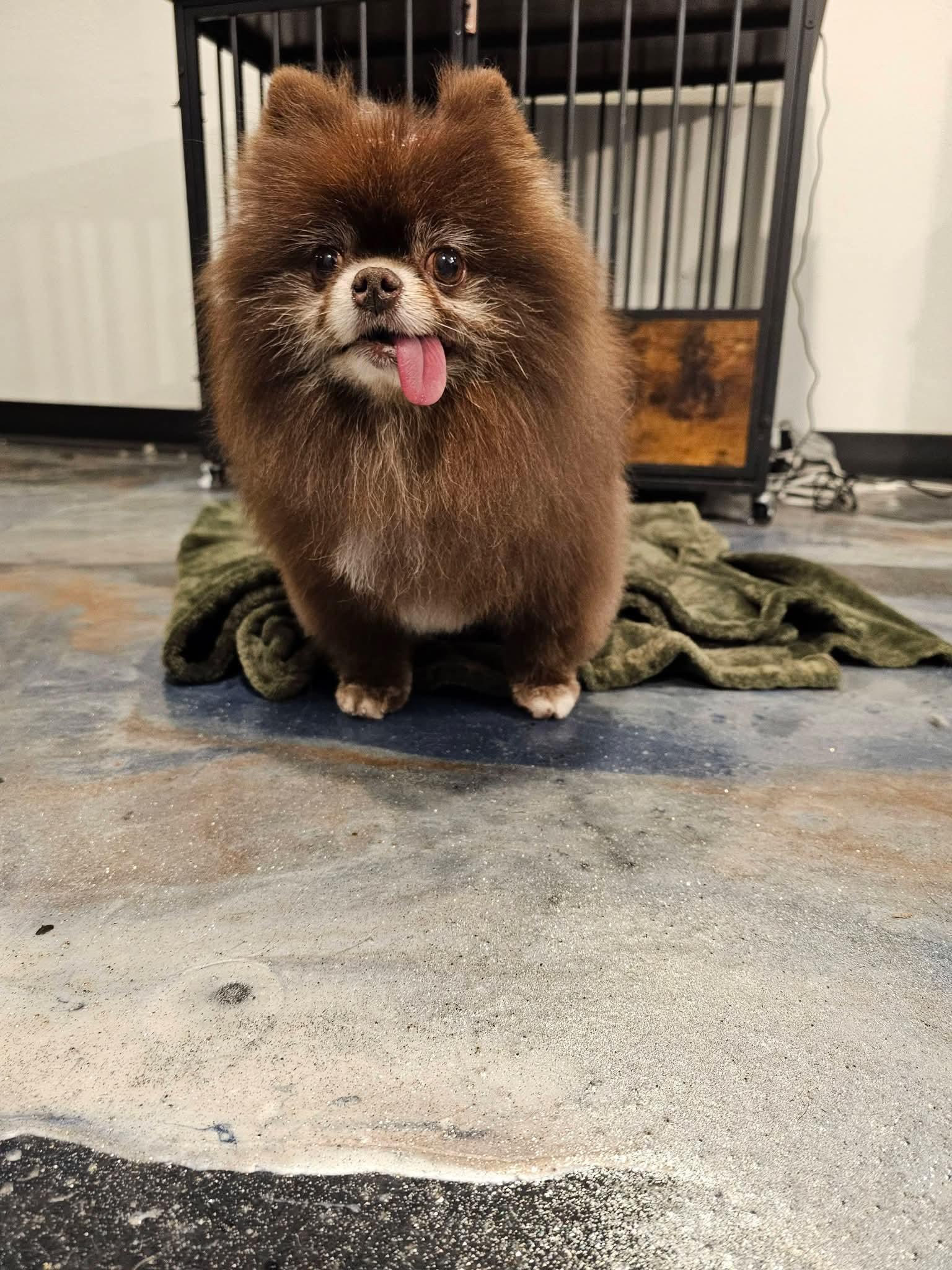 Enlarge Phoebe, a Adoptable Pomeranian in Sioux Falls, SD image 2/2