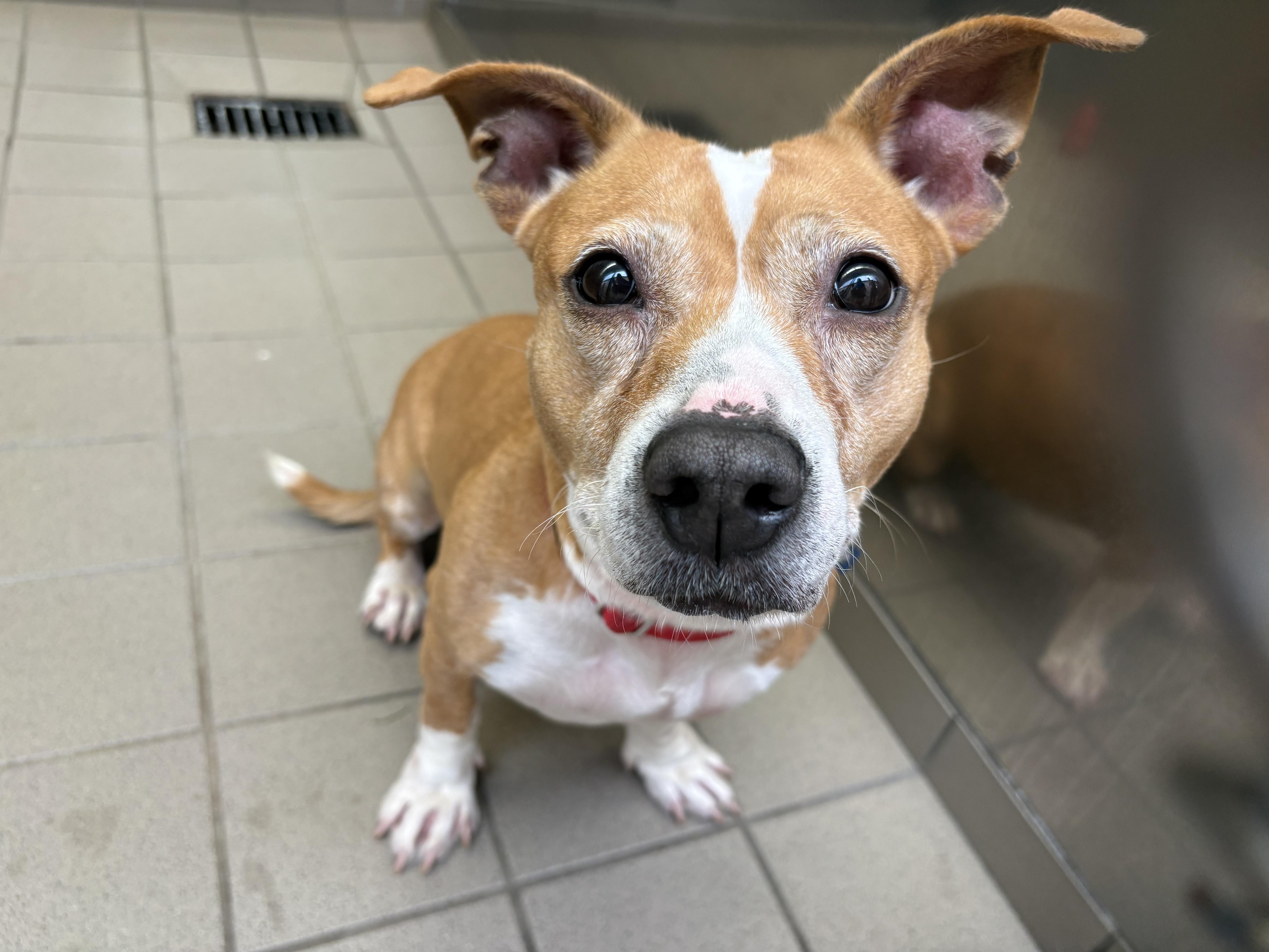 Sparkle, ADOPTABLE, Adult Female Mixed Breed.