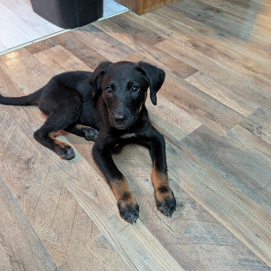 Jack, Adoptable, Puppy Male Mixed Breed.