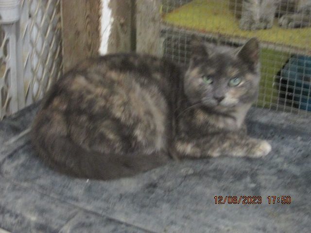 Teresa, Adoptable, Young Female Dilute Calico & Domestic Short Hair.