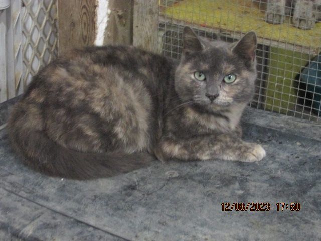 Teresa, a Adoptable mixed breed in Frederick, MD image 2/4