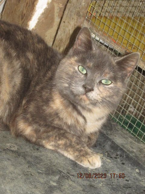 Teresa, a Adoptable mixed breed in Frederick, MD image 3/4