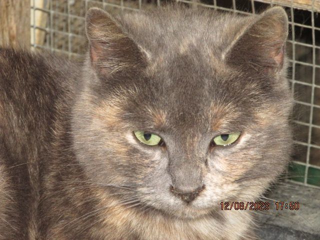 Teresa, a Adoptable mixed breed in Frederick, MD image 4/4