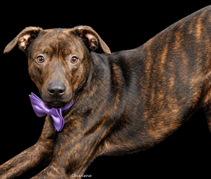 Enlarge Damon, a Adoptable Terrier in Newland, NC image 2/2
