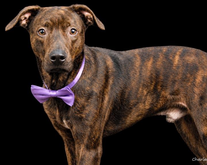 Damon, Adoptable, Young Male Terrier.