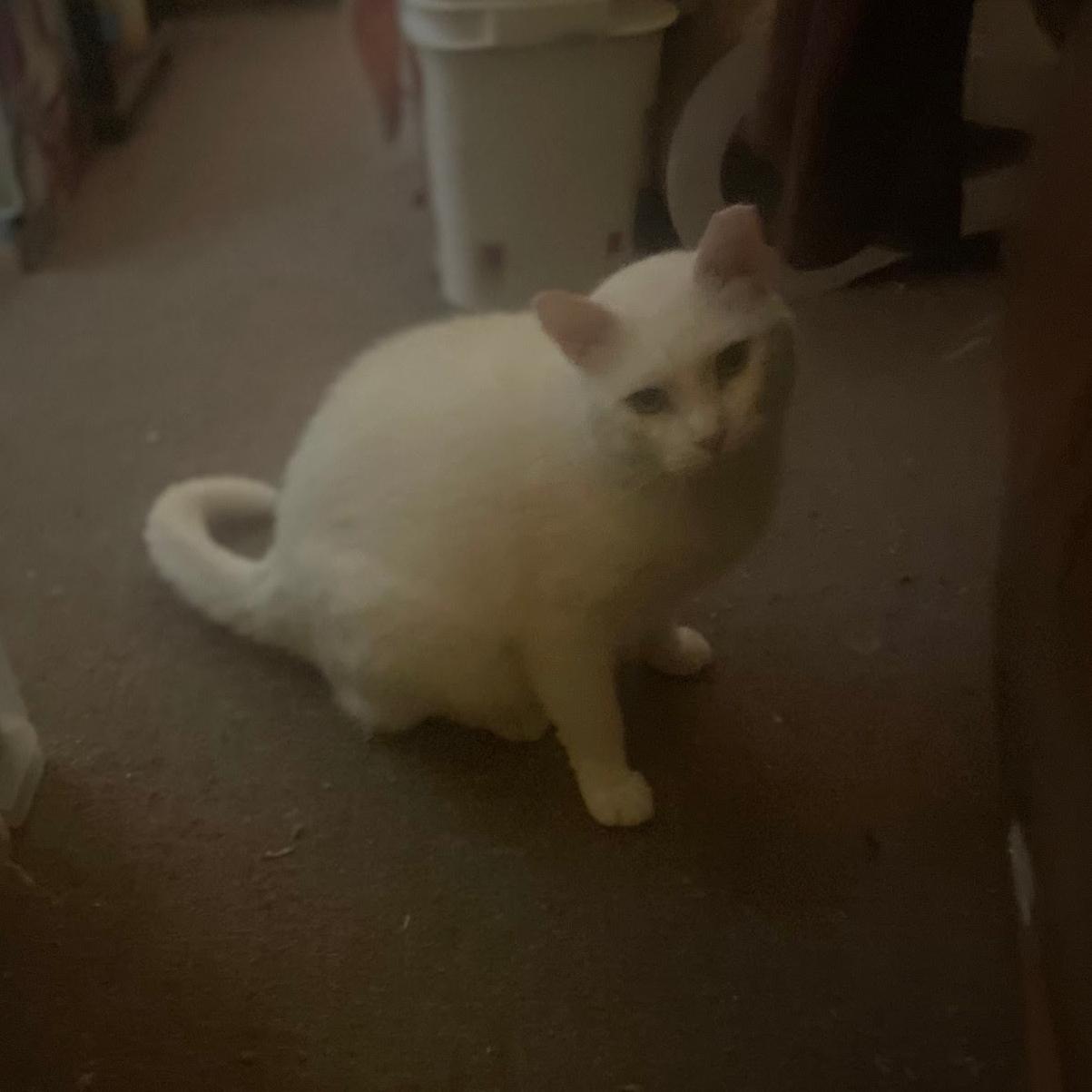 Enlarge Butterfly, a Adoptable Domestic Short Hair in West Orange, NJ image 1/3