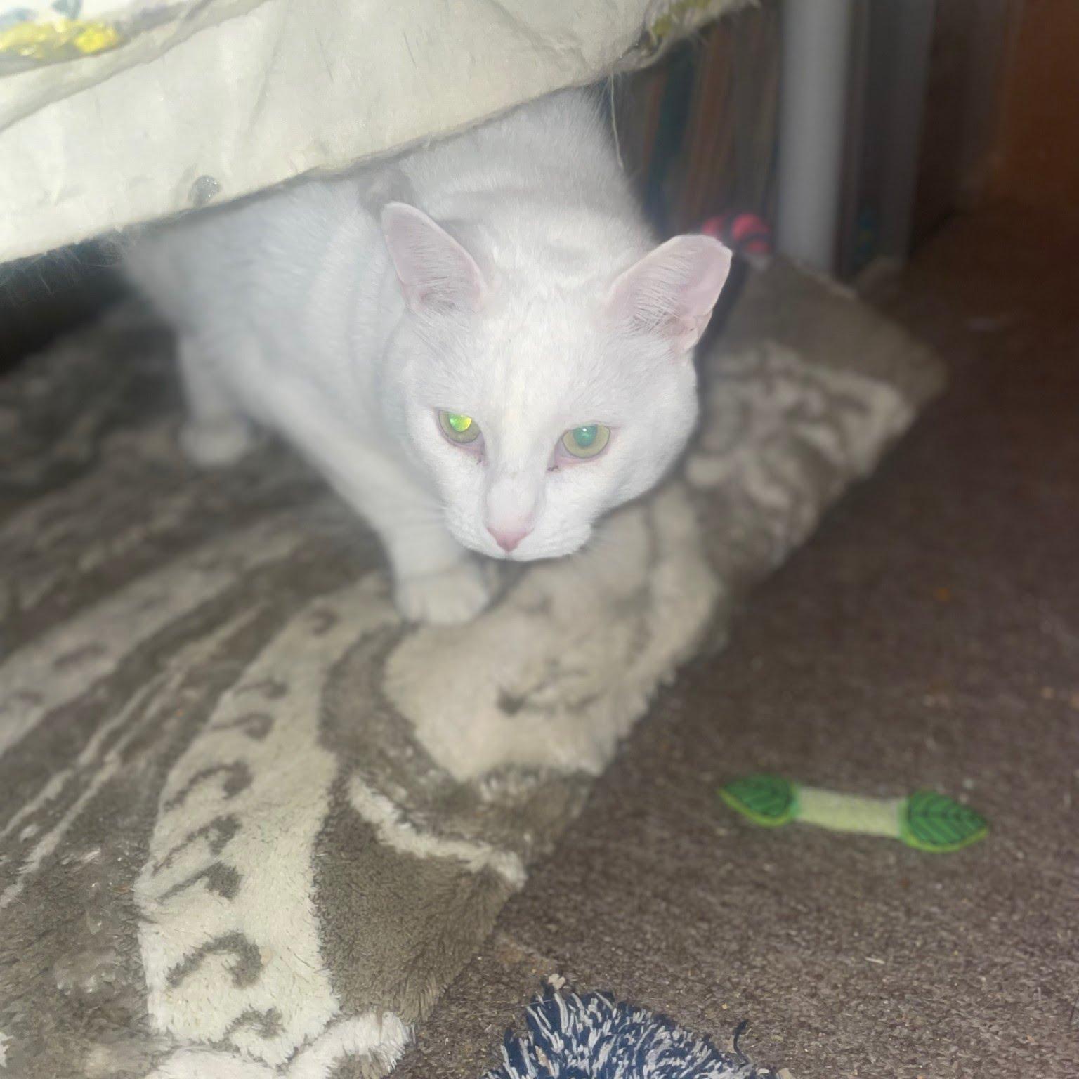 Enlarge Butterfly, a Adoptable Domestic Short Hair in West Orange, NJ image 2/3