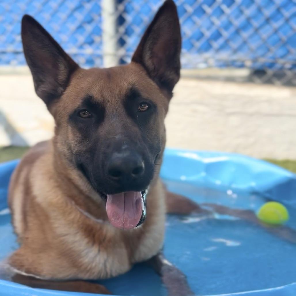 Enlarge Latraus, a Adoptable mixed breed in Hawthorne, CA image 1/5