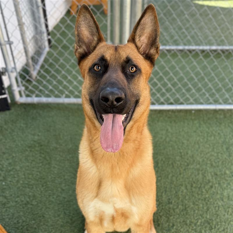 Enlarge Latraus, a Adoptable mixed breed in Hawthorne, CA image 3/5