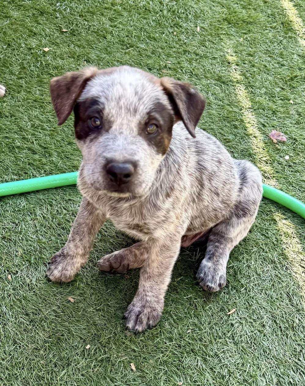 Enlarge Machado, a ADOPTABLE Australian Cattle Dog / Blue Heeler in El Cajon, CA image 1/1