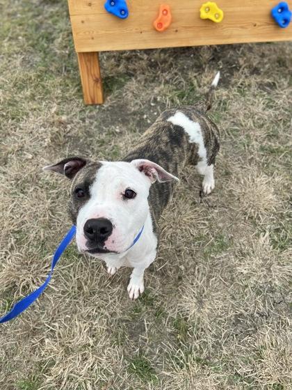 Sugar — thumbnail 2