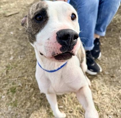 Sugar — thumbnail 3