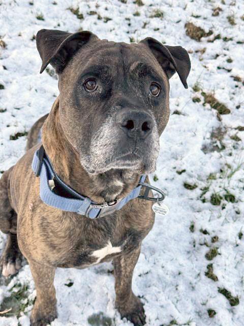 ROSCOE, Adoptable, Adult Male Mastiff.