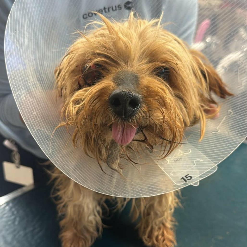 Jax, Adoptable, Senior Male Yorkshire Terrier & Mixed Breed.