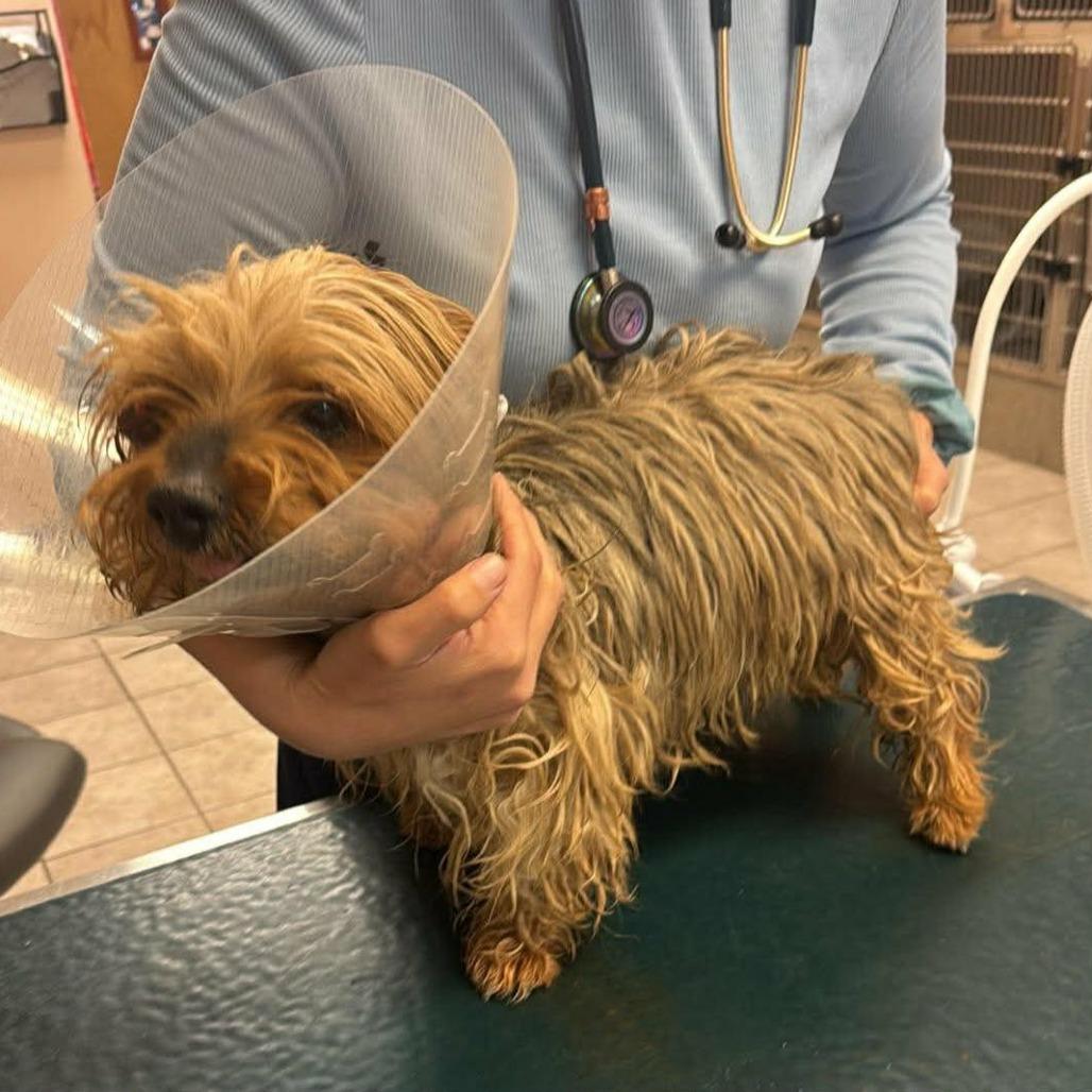 Enlarge Jax, a Adoptable mixed breed in Las Cruces, NM image 2/6