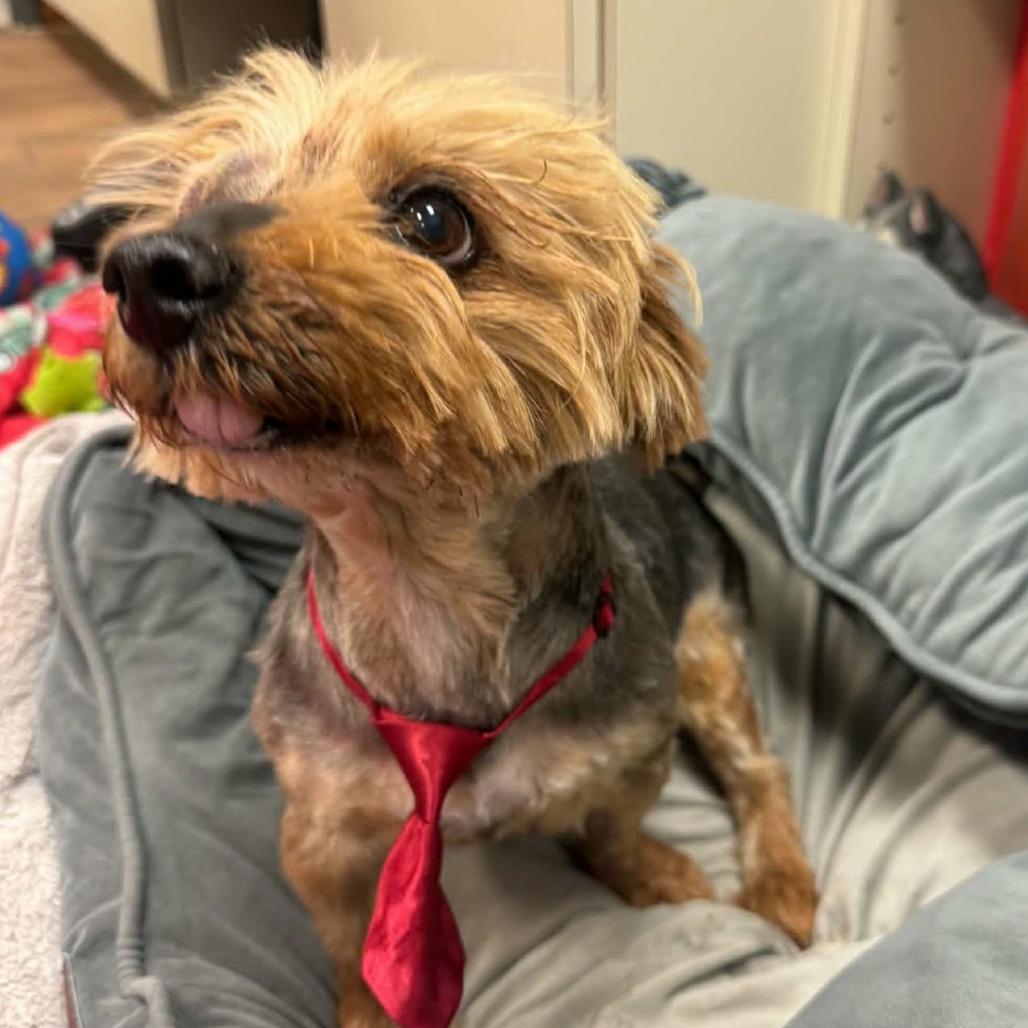 Enlarge Jax, a Adoptable mixed breed in Las Cruces, NM image 3/6