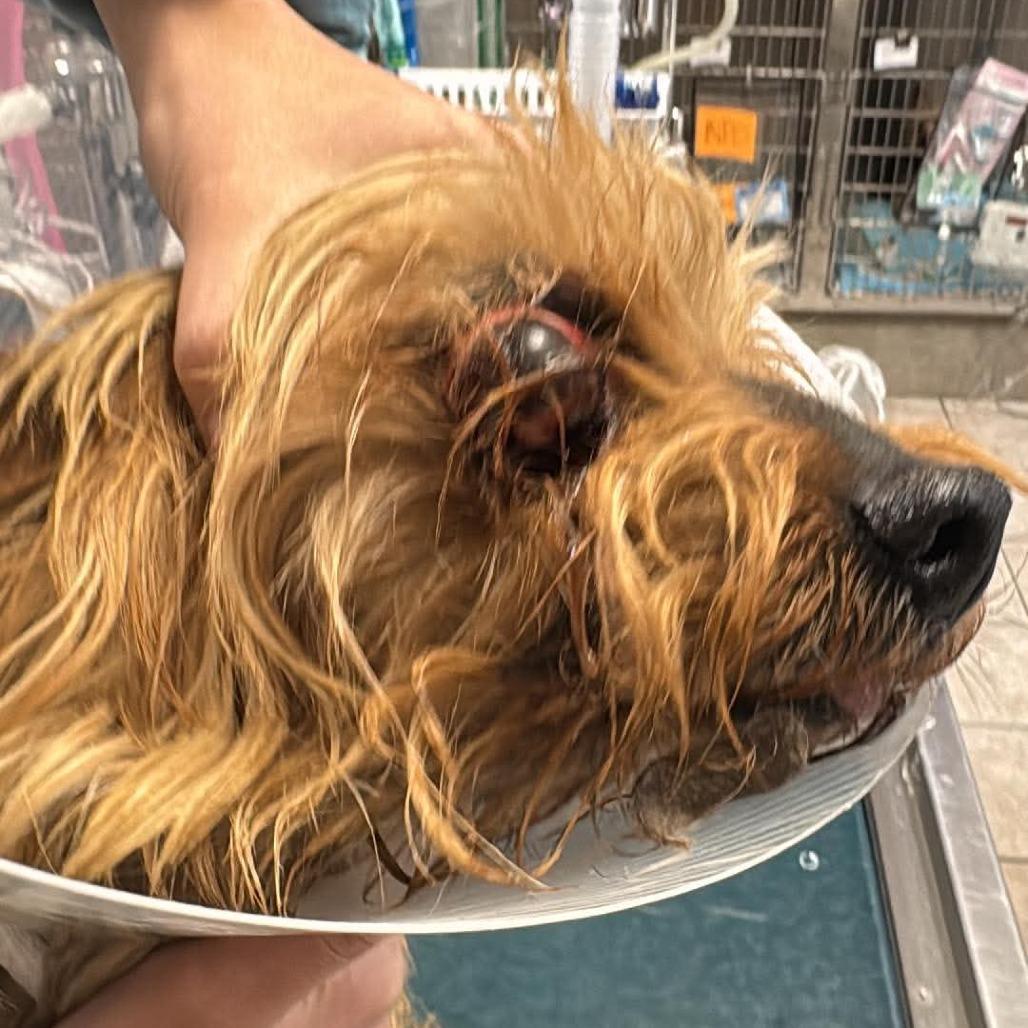 Enlarge Jax, a Adoptable mixed breed in Las Cruces, NM image 4/6