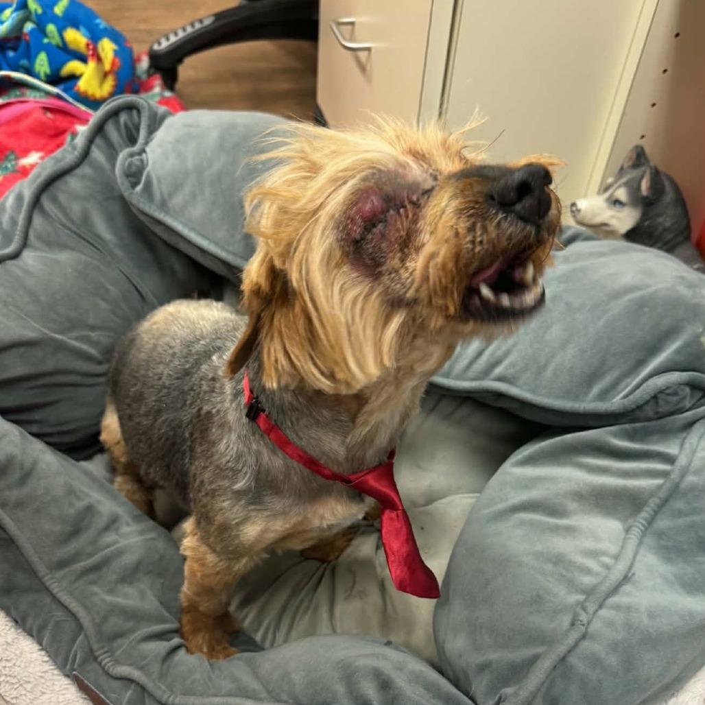 Enlarge Jax, a Adoptable mixed breed in Las Cruces, NM image 5/6