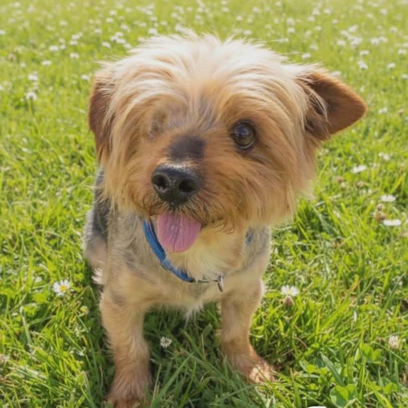 Enlarge Jax, a Adoptable mixed breed in Las Cruces, NM image 6/6