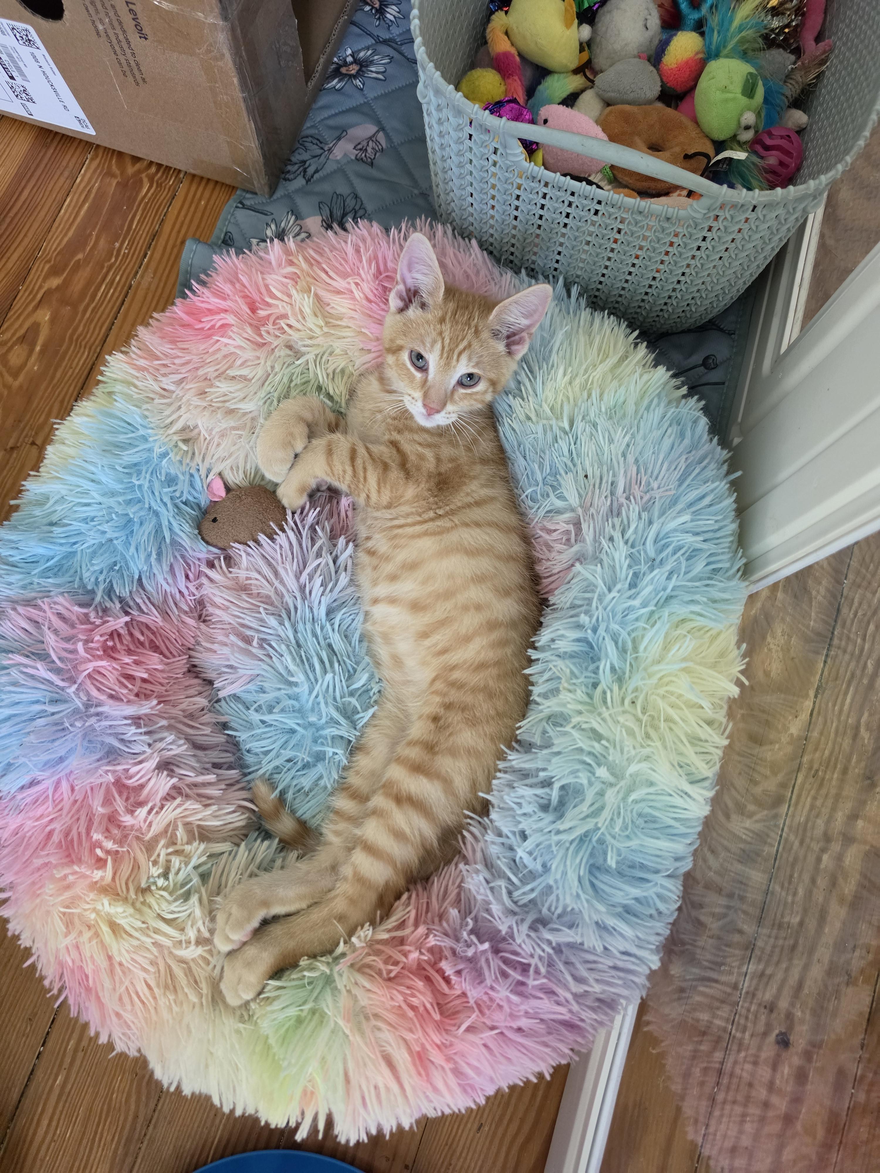 Enlarge Patrick, a Adoptable Domestic Short Hair in Manchester, MD image 2/2