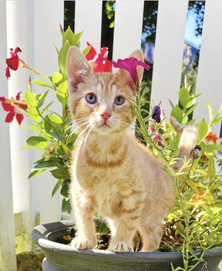 Enlarge Patrick, a Adoptable Domestic Short Hair in Manchester, MD image 1/2