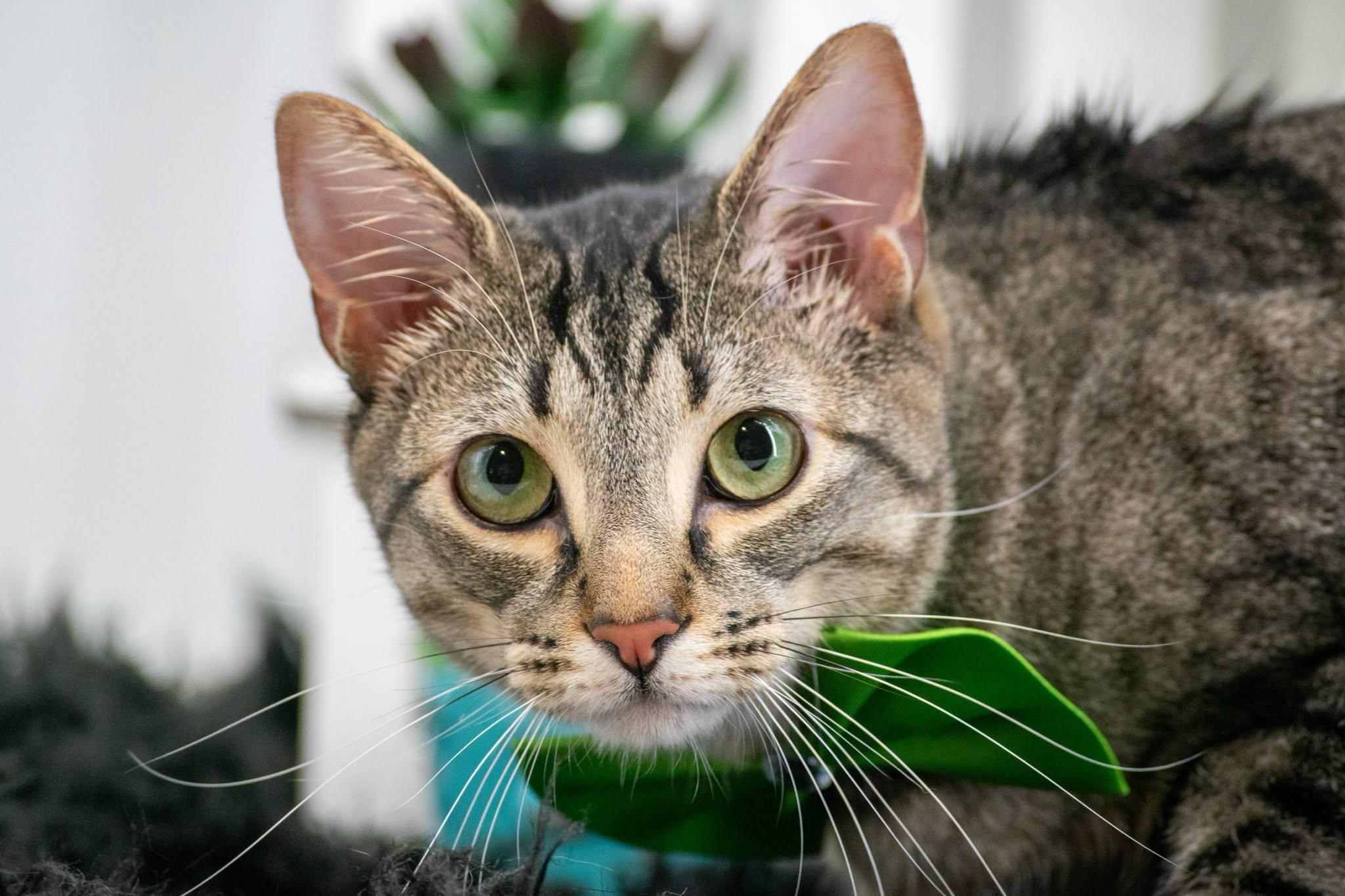 Enlarge Loki, a ADOPTABLE Domestic Short Hair in Sevierville, TN image 3/3