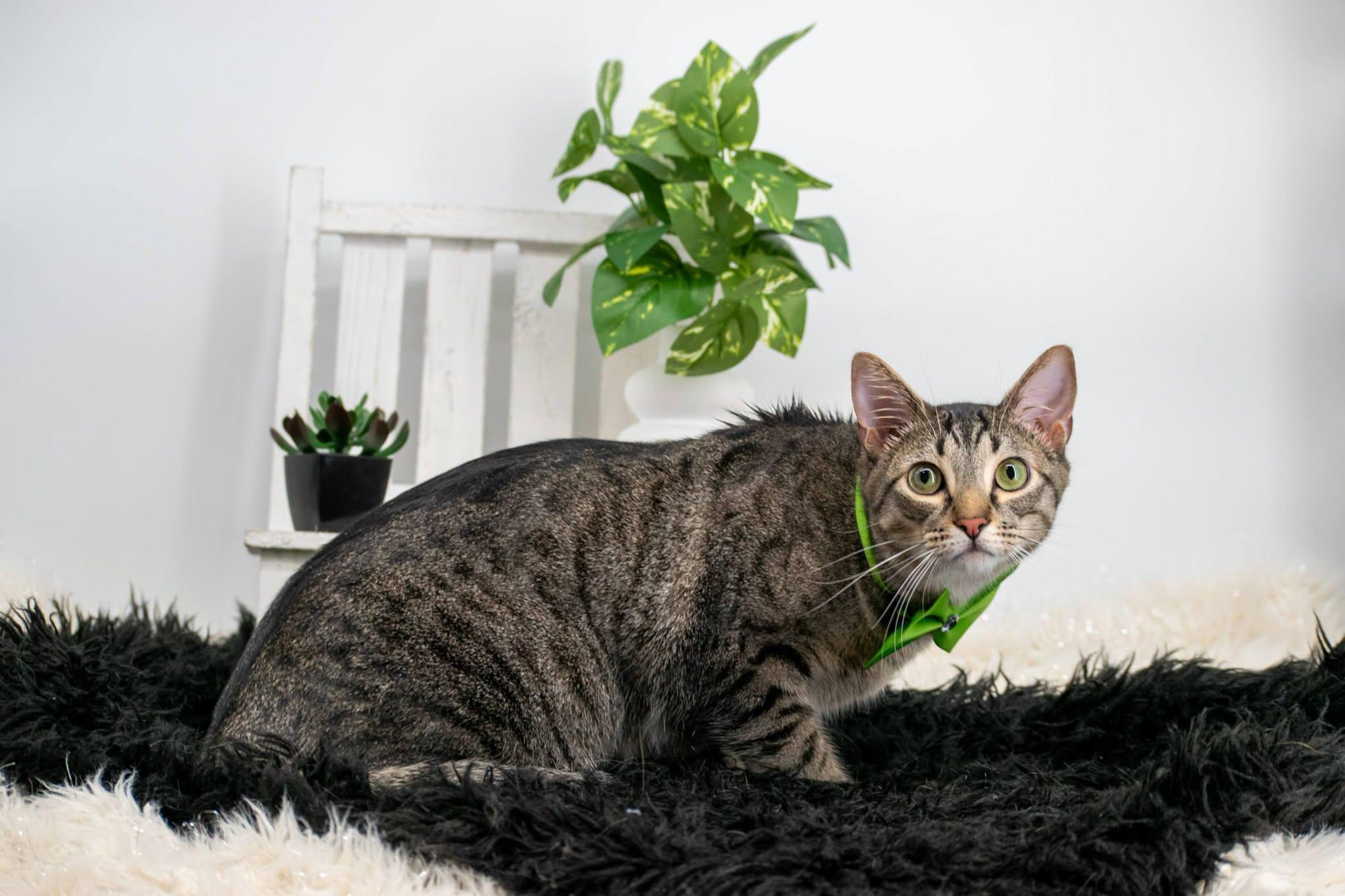 Enlarge Loki, a ADOPTABLE Domestic Short Hair in Sevierville, TN image 2/3