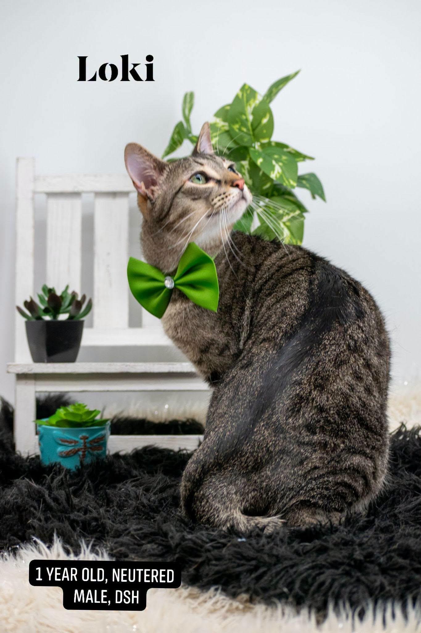 Enlarge Loki, a ADOPTABLE Domestic Short Hair in Sevierville, TN image 1/3