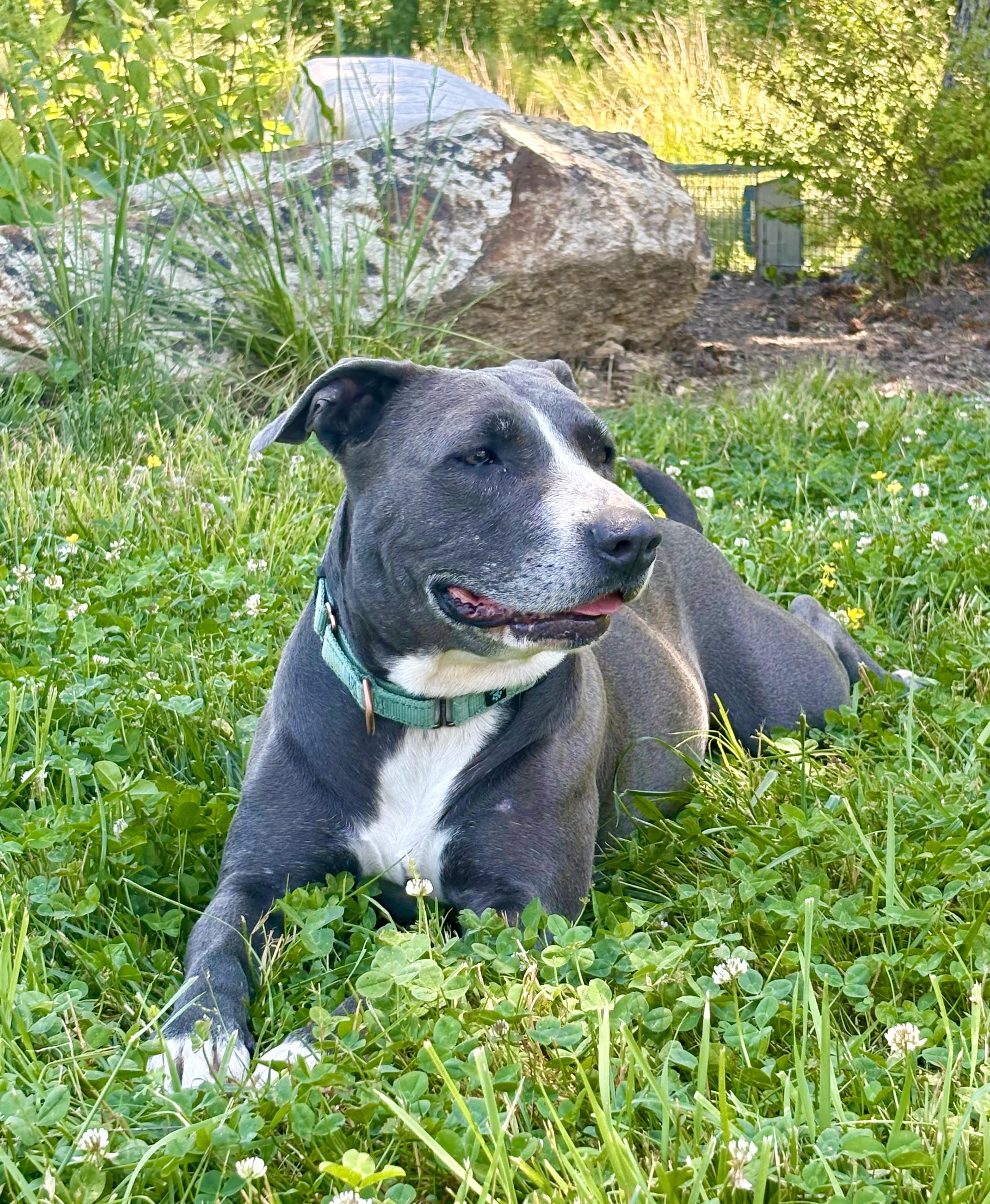 Lorelai, a ADOPTABLE mixed breed in Pittsboro, NC image 2/6