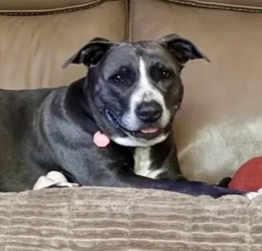 Lorelai, ADOPTABLE, Young Female American Staffordshire Terrier & Pit Bull Terrier.