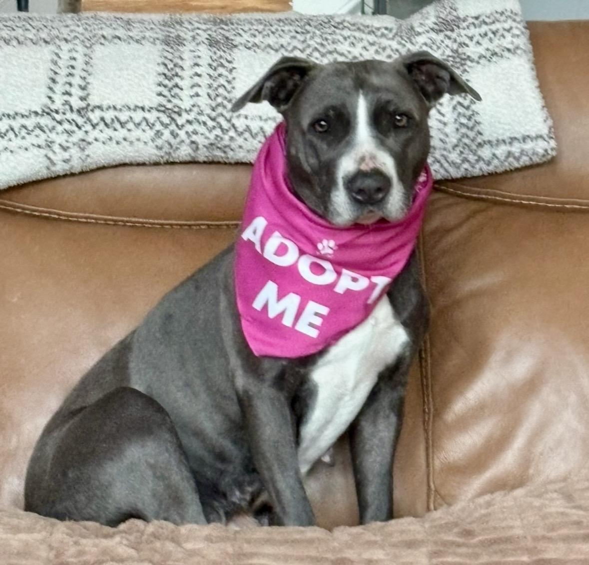 Enlarge Lorelai, a ADOPTABLE mixed breed in Pittsboro, NC image 5/6