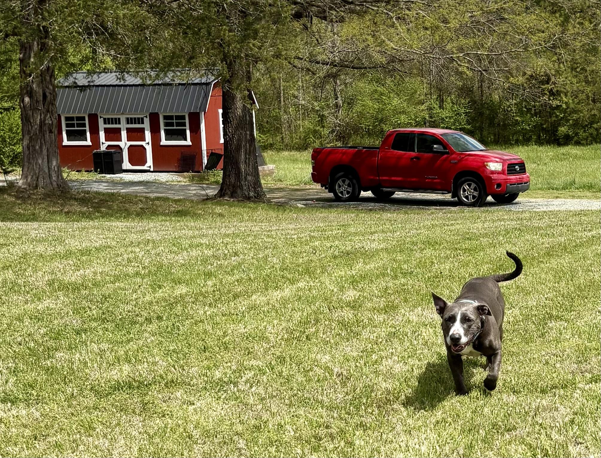 Enlarge Lorelai, a ADOPTABLE mixed breed in Pittsboro, NC image 5/6