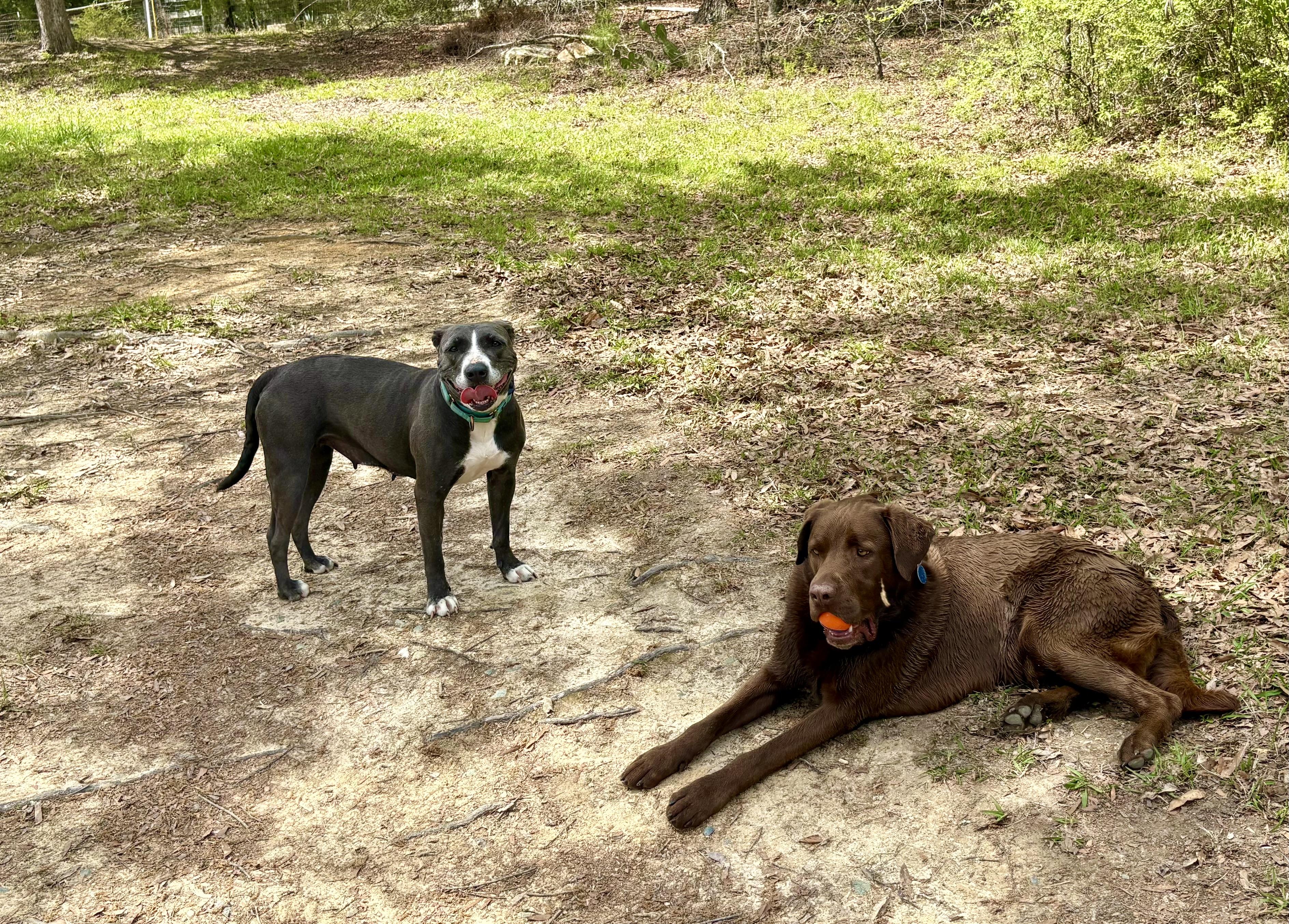 Enlarge Lorelai, a ADOPTABLE mixed breed in Pittsboro, NC image 3/6