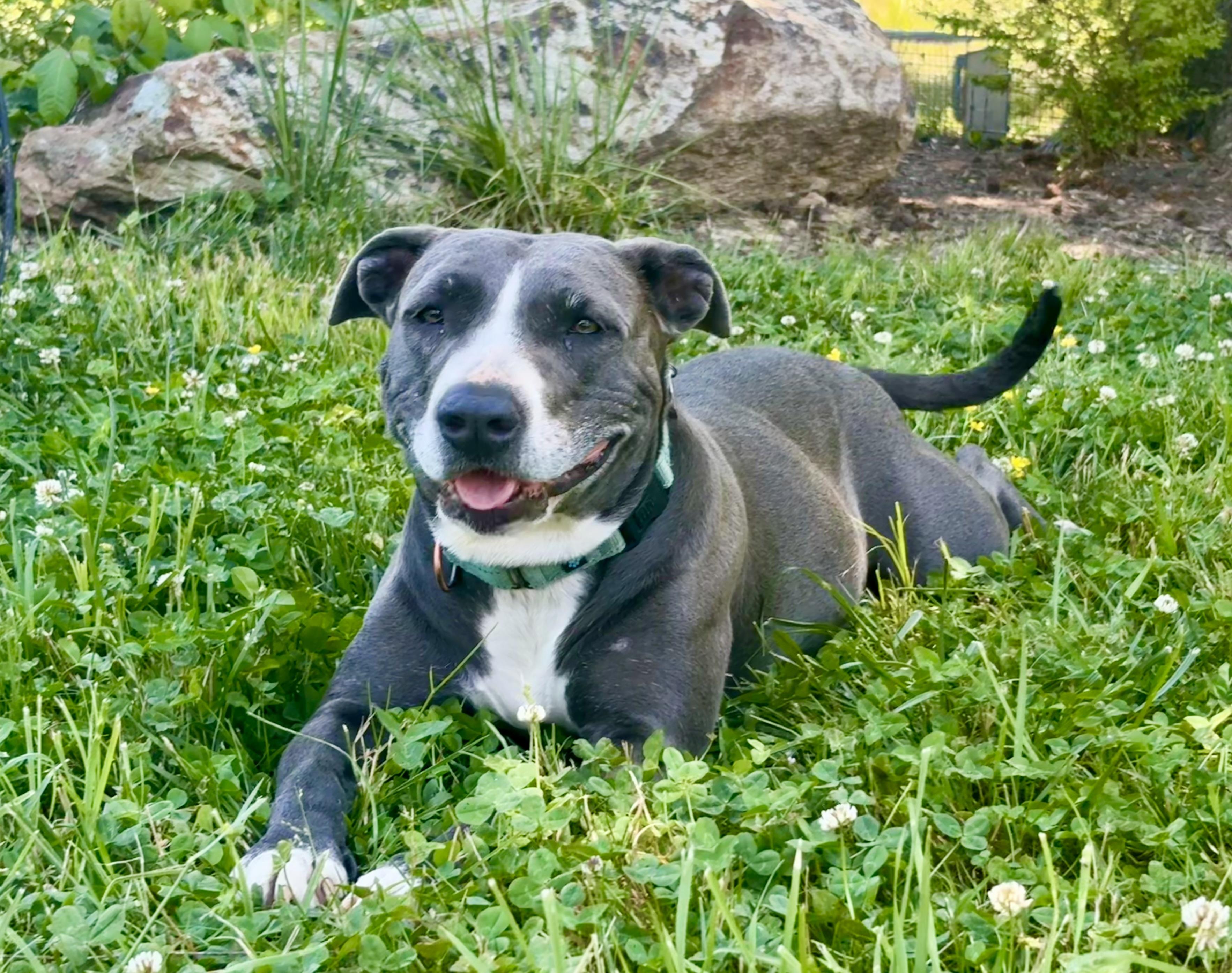 Lorelai, ADOPTABLE, Young Female American Staffordshire Terrier & Pit Bull Terrier.