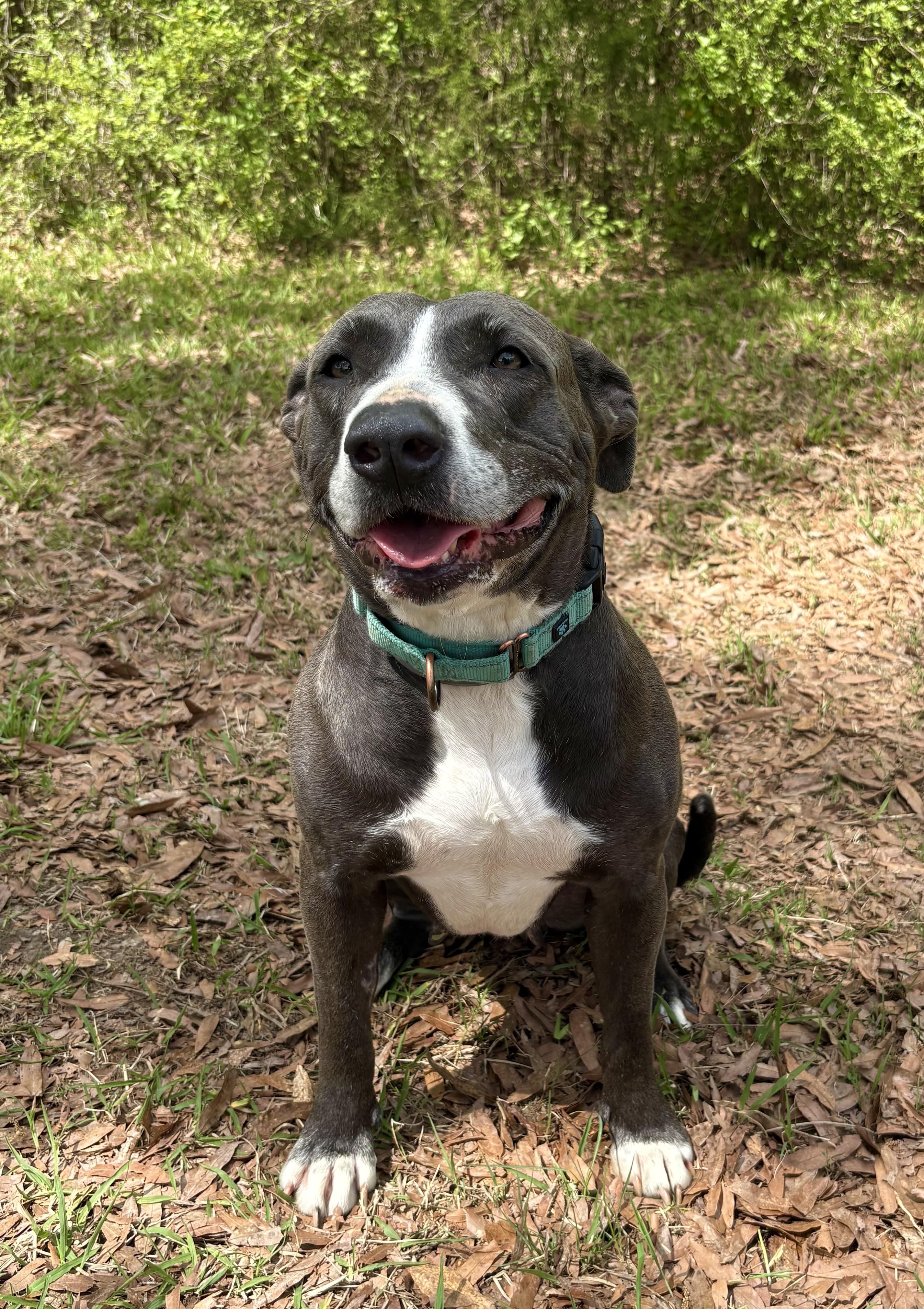Enlarge Lorelai, a ADOPTABLE mixed breed in Pittsboro, NC image 1/6