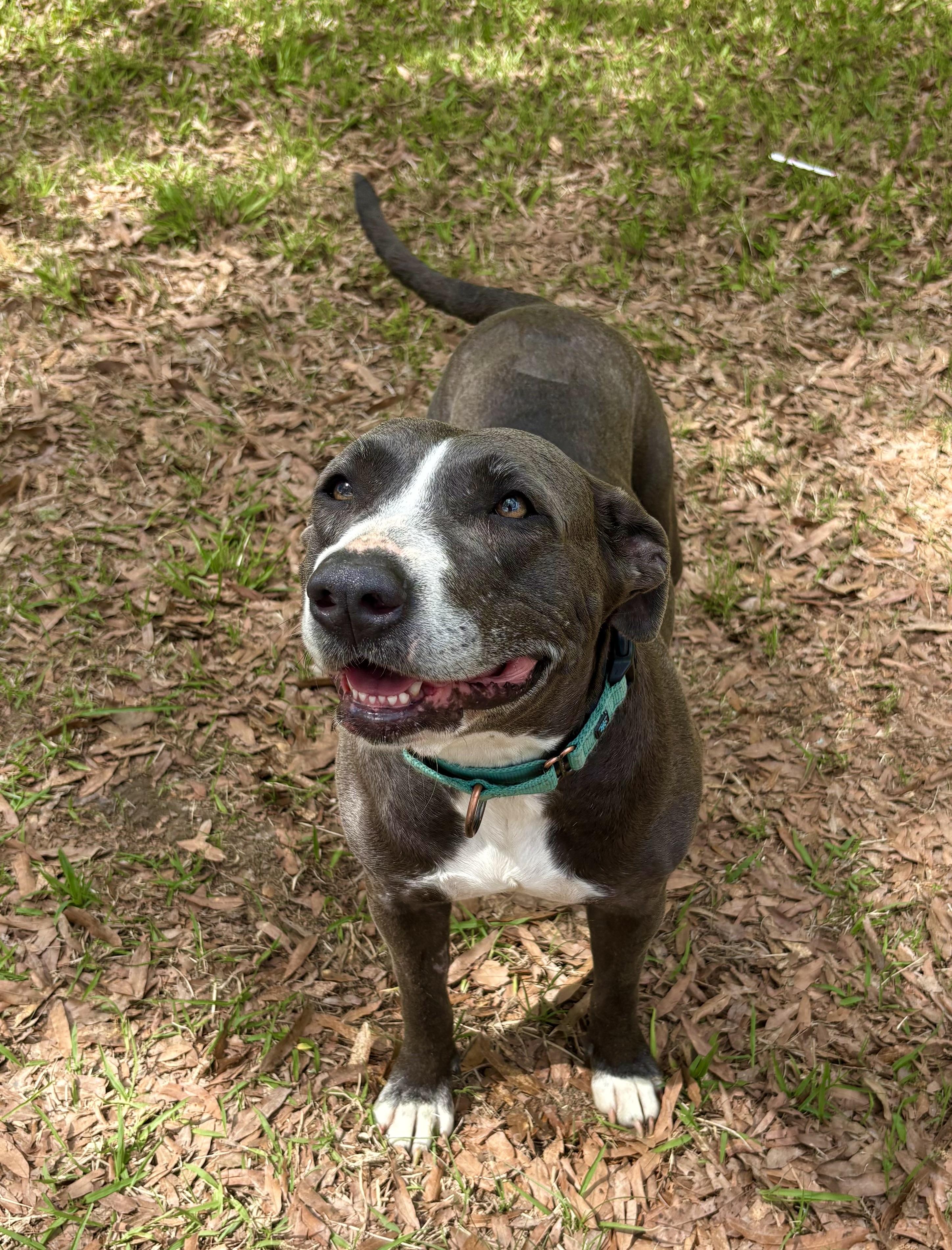 Enlarge Lorelai, a ADOPTABLE mixed breed in Pittsboro, NC image 2/6