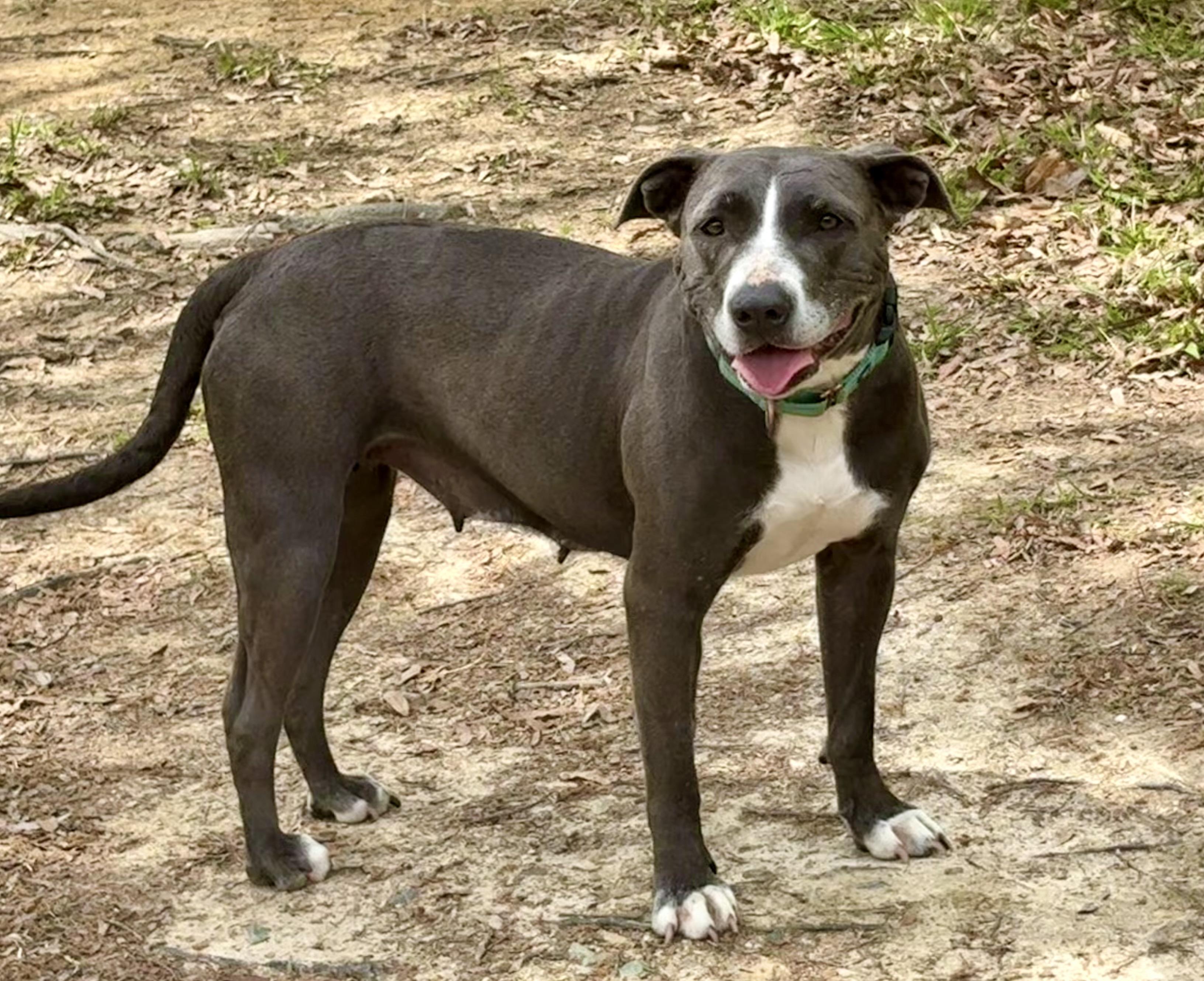 Enlarge Lorelai, a ADOPTABLE mixed breed in Pittsboro, NC image 4/6