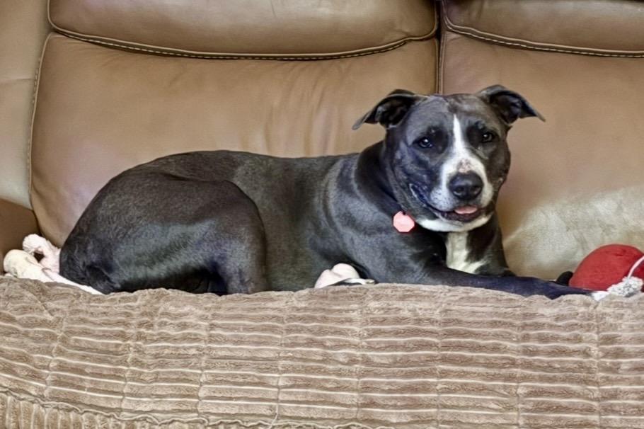 Enlarge Lorelai, a ADOPTABLE mixed breed in Pittsboro, NC image 2/6