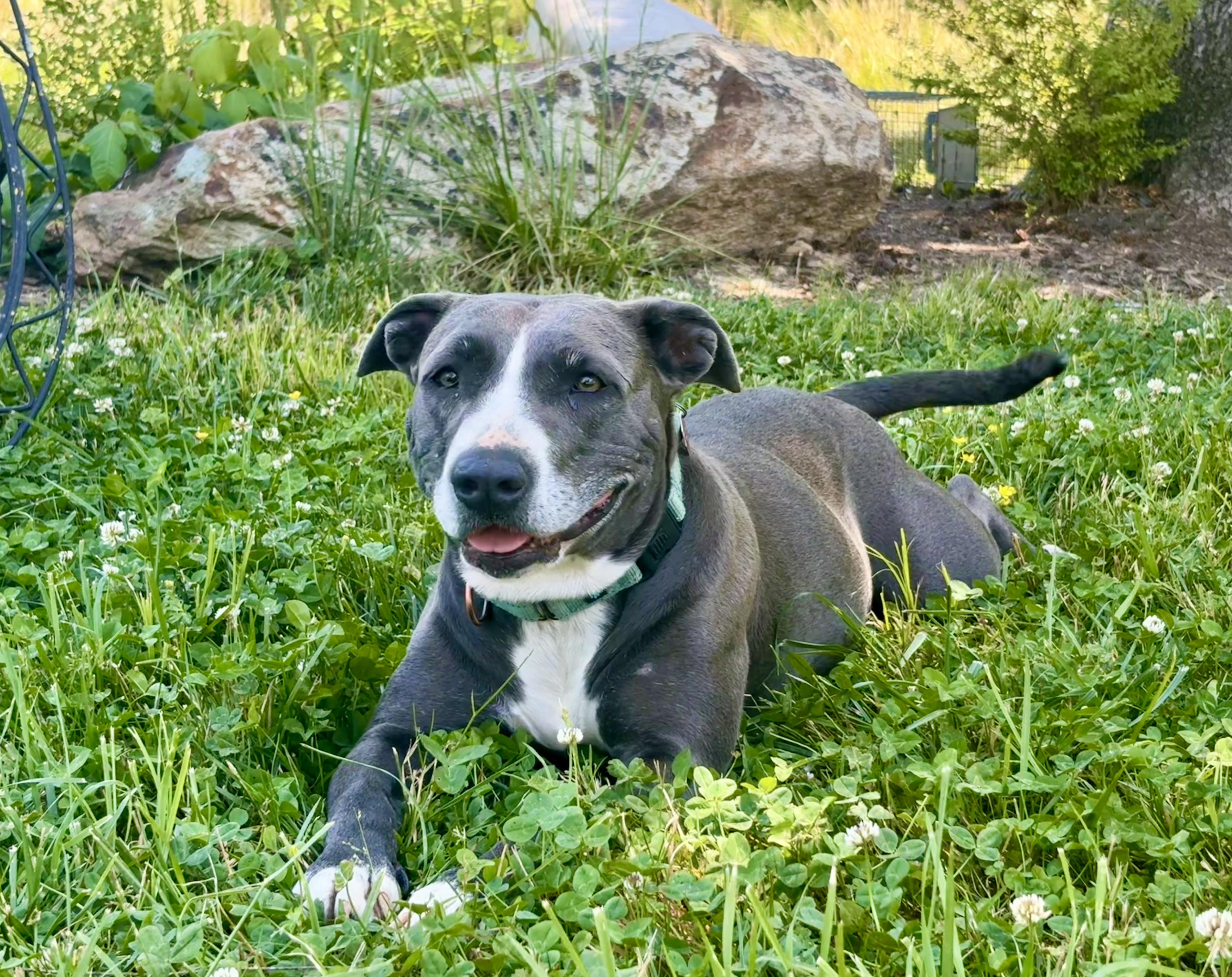 Lorelai, a ADOPTABLE mixed breed in Pittsboro, NC image 3/6