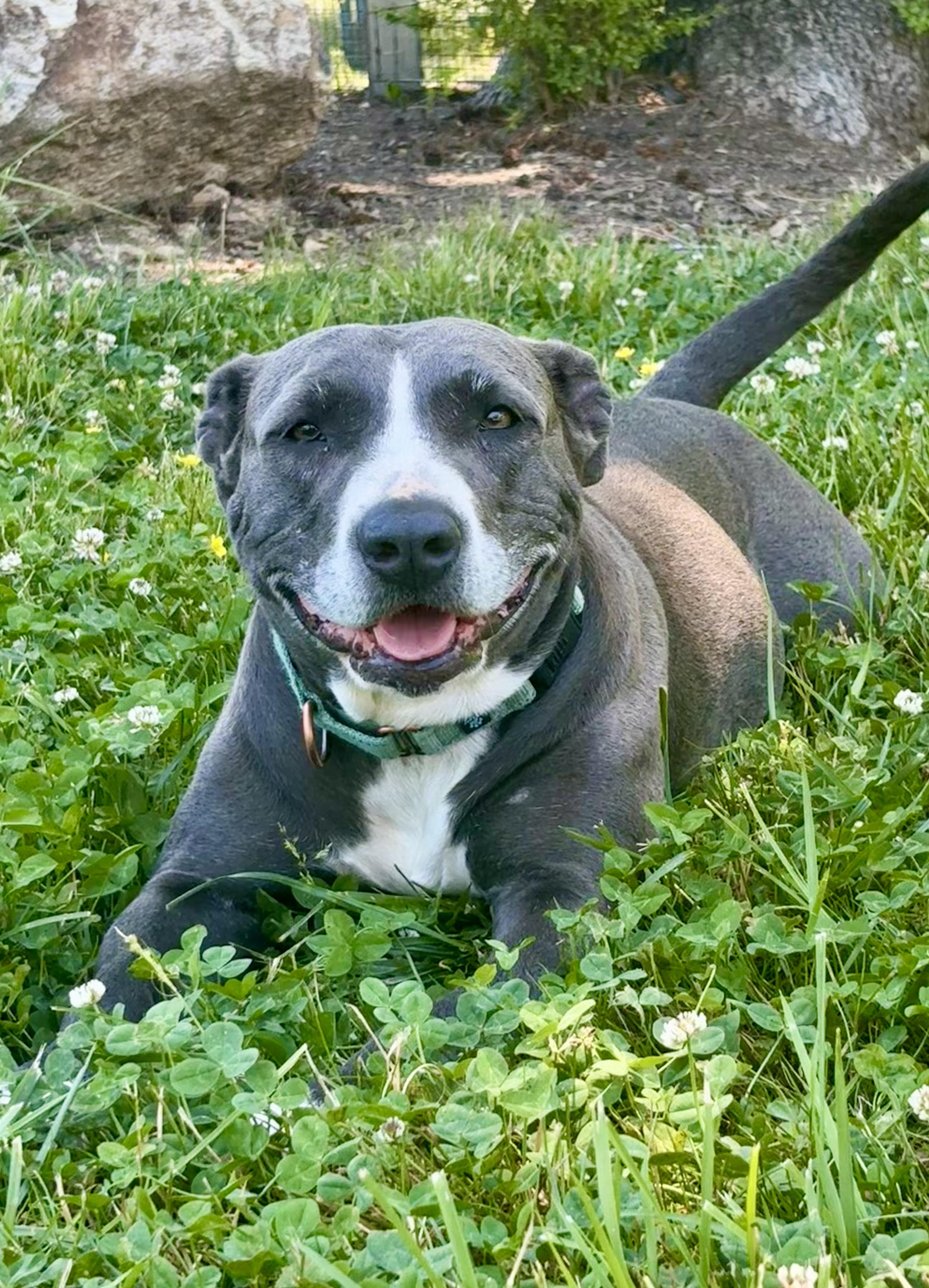 Lorelai, a ADOPTABLE mixed breed in Pittsboro, NC image 4/6