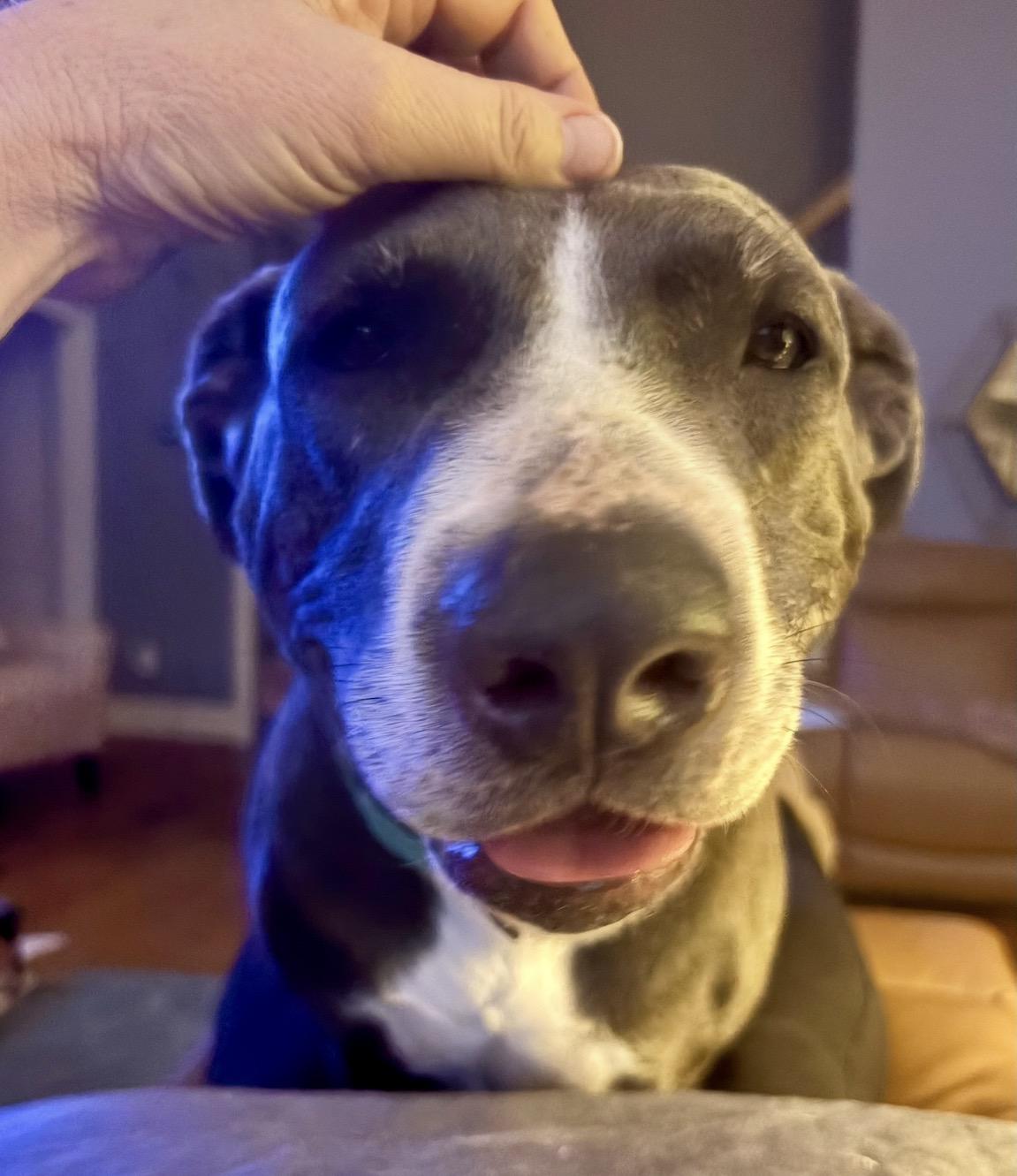 Enlarge Lorelai, a ADOPTABLE mixed breed in Pittsboro, NC image 4/6