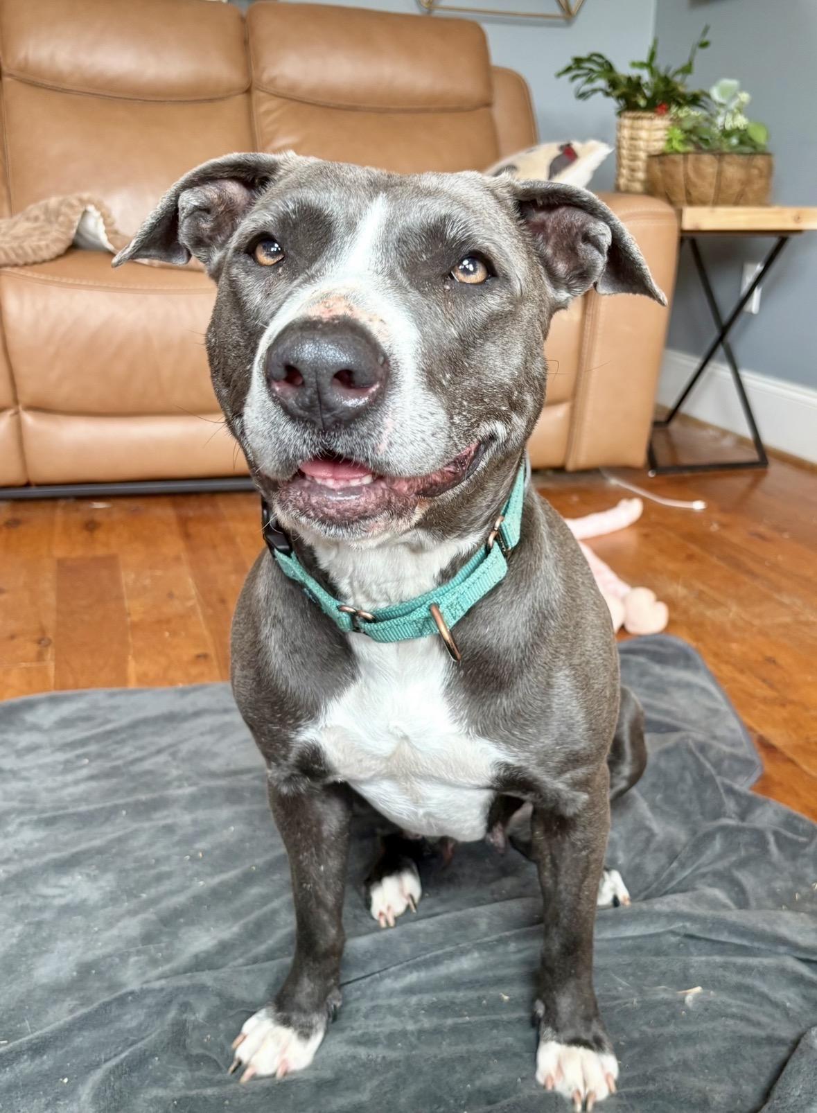 Enlarge Lorelai, a ADOPTABLE mixed breed in Pittsboro, NC image 3/6