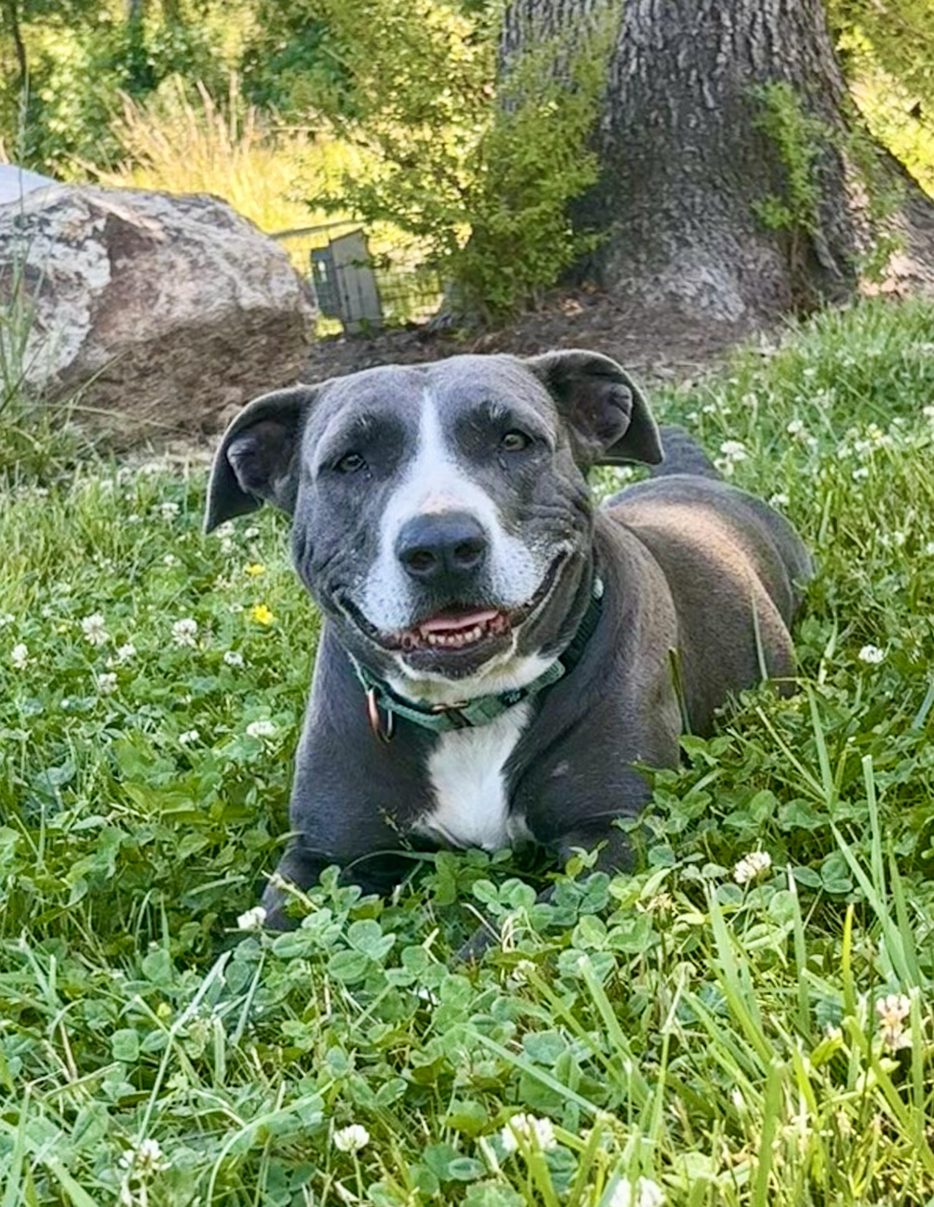 Lorelai, a ADOPTABLE mixed breed in Pittsboro, NC image 5/6