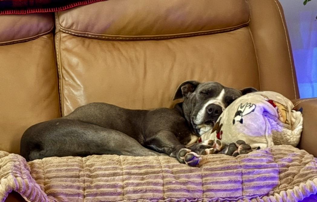 Enlarge Lorelai, a ADOPTABLE mixed breed in Pittsboro, NC image 6/6