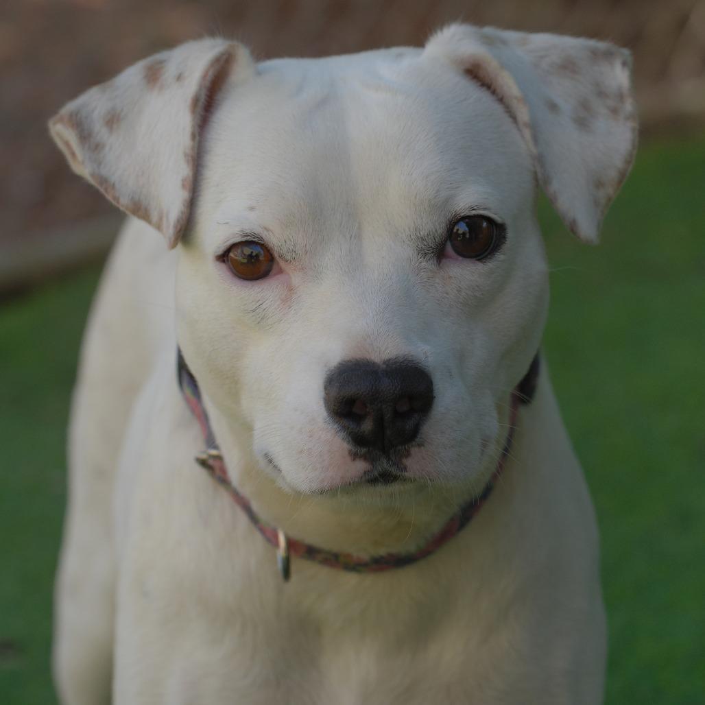 Paloma, Adoptable, Adult Female Terrier & Mixed Breed.