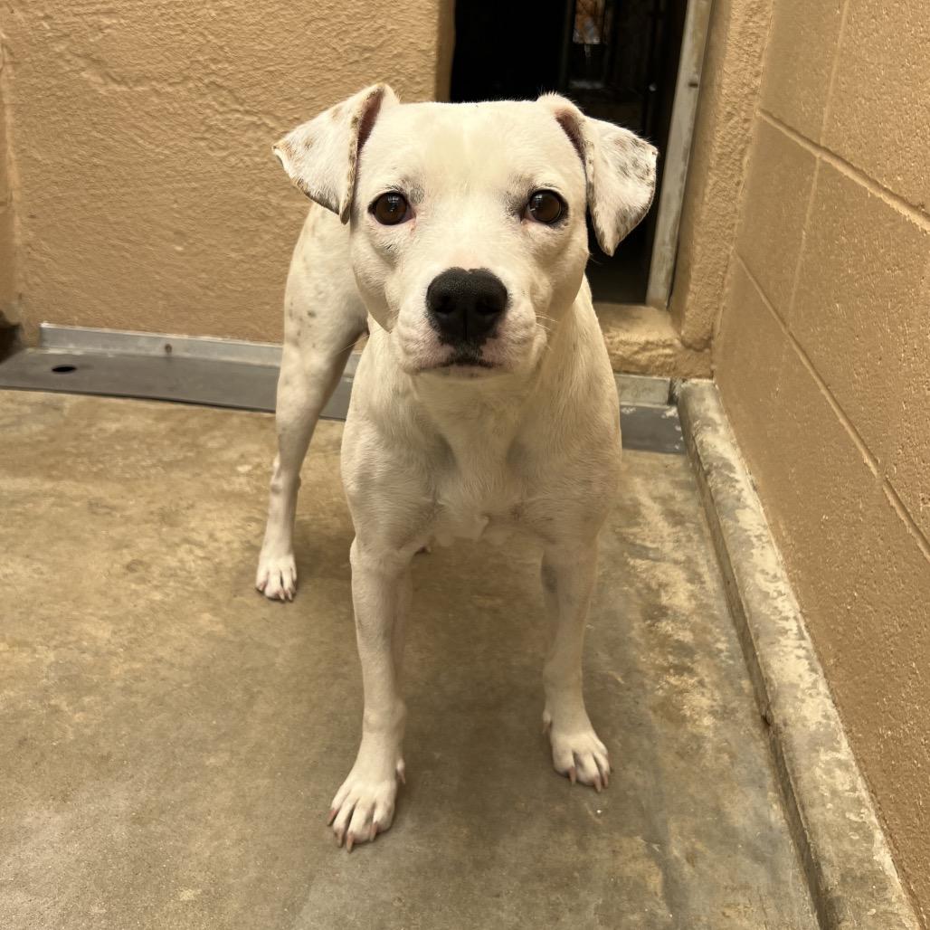 Paloma, a Adoptable mixed breed in Ojai, CA image 2/4