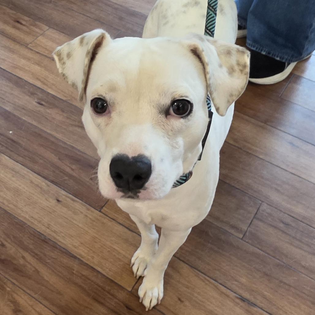 Paloma, a Adoptable mixed breed in Ojai, CA image 3/4