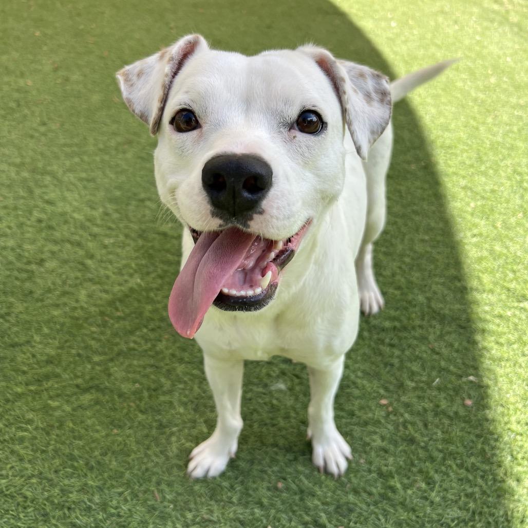 Paloma, a Adoptable mixed breed in Ojai, CA image 4/4