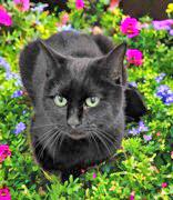 BlackVelvet, Adult Female Domestic Short Hair